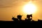 Silhouettes of long horn cows and donkey