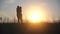 Silhouettes of lovers run to meet each other against the background of sunset.