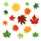 Silhouettes of maple leaves changing