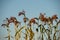 Silhouettes of millet sorghum plants on the background of the sky in the field in the evening