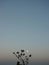 The silhouettes of mountains and trees under the dusk moon