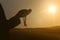 Silhouettes of muslim people praying to god