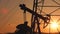 Silhouettes of oil wells pumping at sunset