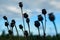 Silhouettes of opium papaver heads against the blue evening sky.