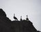 Silhouettes of ostrich birds on a rock