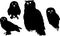 Silhouettes of owls
