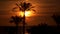 Silhouettes of palm trees against the background of the sun at dawn