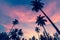 Silhouettes of palm trees against the sky at dusk. Nature.