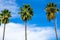 Silhouettes of palm trees against the sky. Lower angle photography of palm trees