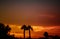 Silhouettes of palm trees against a tropical sunset