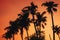 Silhouettes of palm trees on the background of an orange warm sky at sunrise