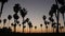 Silhouettes palm trees and people walk on beach at sunset, California coast, USA