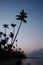 Silhouettes of palm trees on the shore at dusk