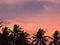 Silhouettes Palms trees on the beautiful sunset background. Coconut trees against pink sky. Palm trees at tropical coast.