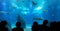 Silhouettes of people against blue aquarium.