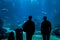 Silhouettes of people in front of the lisbon oceanarium tanks, small crowd crowded to the glass