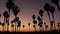 Silhouettes of people and palm trees on beach at sunset, California coast, USA.