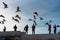 Silhouettes of people in the port city of Essaouira, feed a flock of gulls