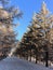 Silhouettes of people on a snow-covered park avenue