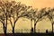 Silhouettes of people, trees and street lamps on the park path