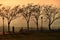 Silhouettes of people, trees and street lamps on the park path