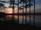 Silhouettes of pines and human at sunset