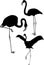 Silhouettes of pink flamingo