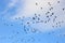 Silhouettes of pink-footed geese  clouds behind