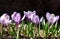 Silhouettes of purple crocuses on a dark background.