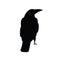 Silhouettes of raven.Isolated image on a white background. Black outline of birds for your design. Vector illustration