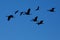 Silhouettes of Sandhill cranes flying