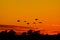 Silhouettes of Sandhill Cranes Flying at Sunset