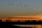 Silhouettes of Sandhill Cranes Flying at Sunset