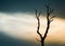 Silhouettes scene of lifeless trees in twilight