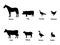 Silhouettes set of livestock