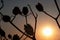 Silhouettes of several thorny mature seed pods of Jimsonweed plant, latin name Datura Stramonium, in spring sunset.