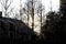 Silhouettes of small trees outside strung with Christmas lights against a dark house and larger trees at dusk