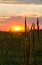 Silhouettes of spikelets of field grasses at sunrise