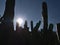Silhouettes of the stems of a big bilberry cactus (Myrtillocactus geometrizans) with big needles in backlit.