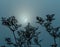 Silhouettes of stems of umbrella grasses in the ghostly light of a blue moon