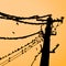 Silhouettes of swallows on wires. at sunset wire and