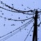 Silhouettes of swallows on wires. at sunset wire and