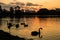 Silhouettes of swans on the lake at a beautiful sunset with city buildings in the background.