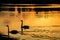 Silhouettes of swans and their shadow on the lake.