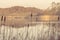 Silhouettes of tall rushes by an idyllic lake