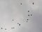 Silhouettes of terns in flight on a cloudy sky