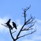 Silhouettes of three crows perched on a dead tree, Zamami, OkinawaSilhouettes of three crows perched on a dead tree