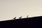 Silhouettes of three doves