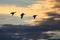 Silhouettes of Three Ducks Flying in the Dusky Sky at Sunset