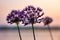 Silhouettes of three flowers at the sunset.